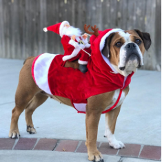 Cute Santa Dog Costume